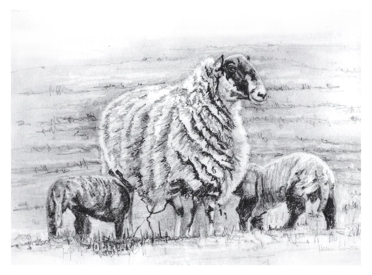 Stolt, 2012 av Helen White