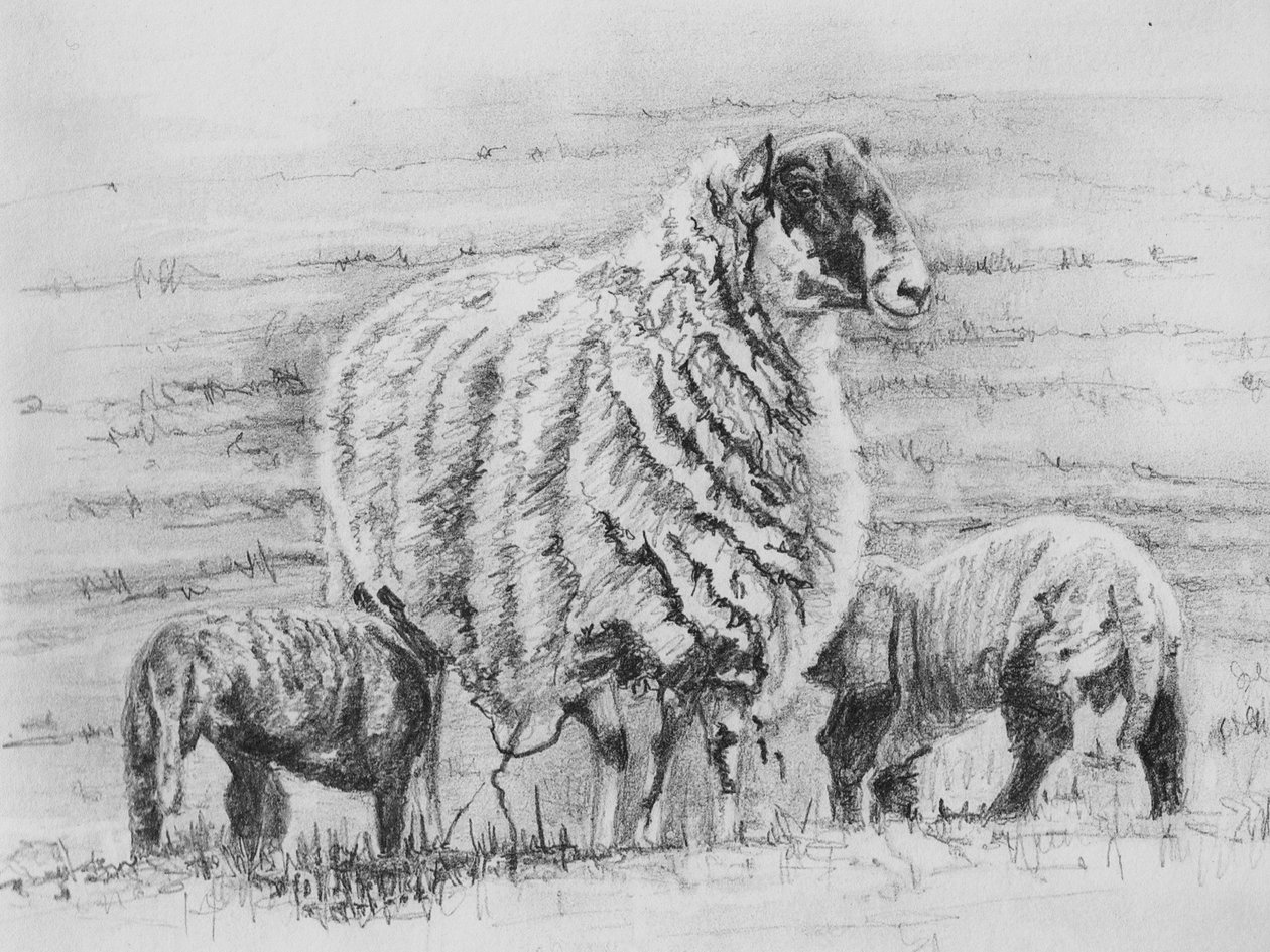 Stolt søye, 2012, (blyanttegning) av Helen White