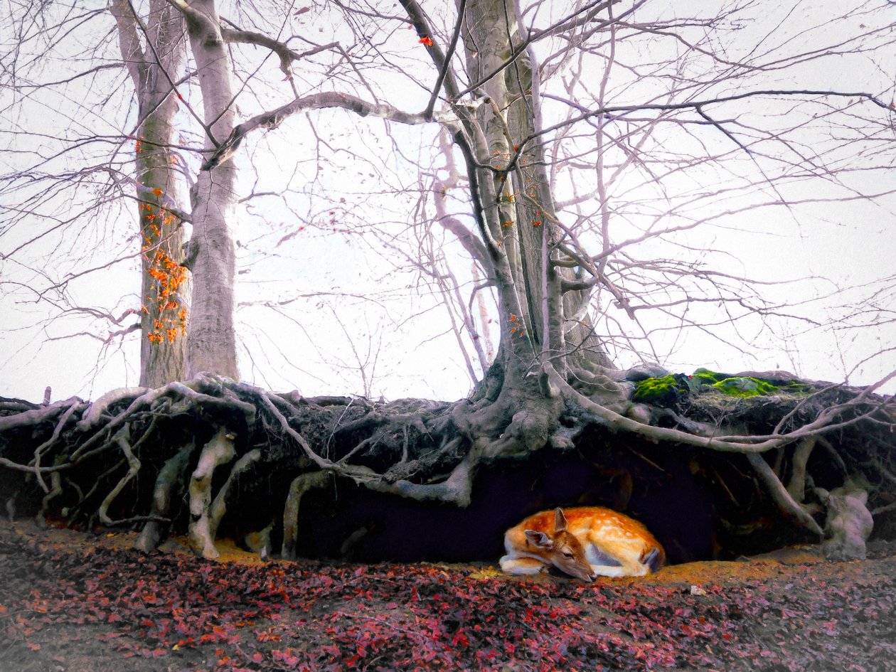 Sanctuary, 2018 av Helen White