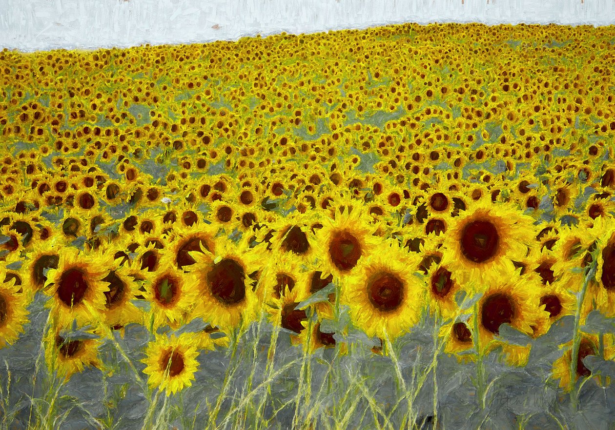 Solsikkefelt, 2019 av Helen White