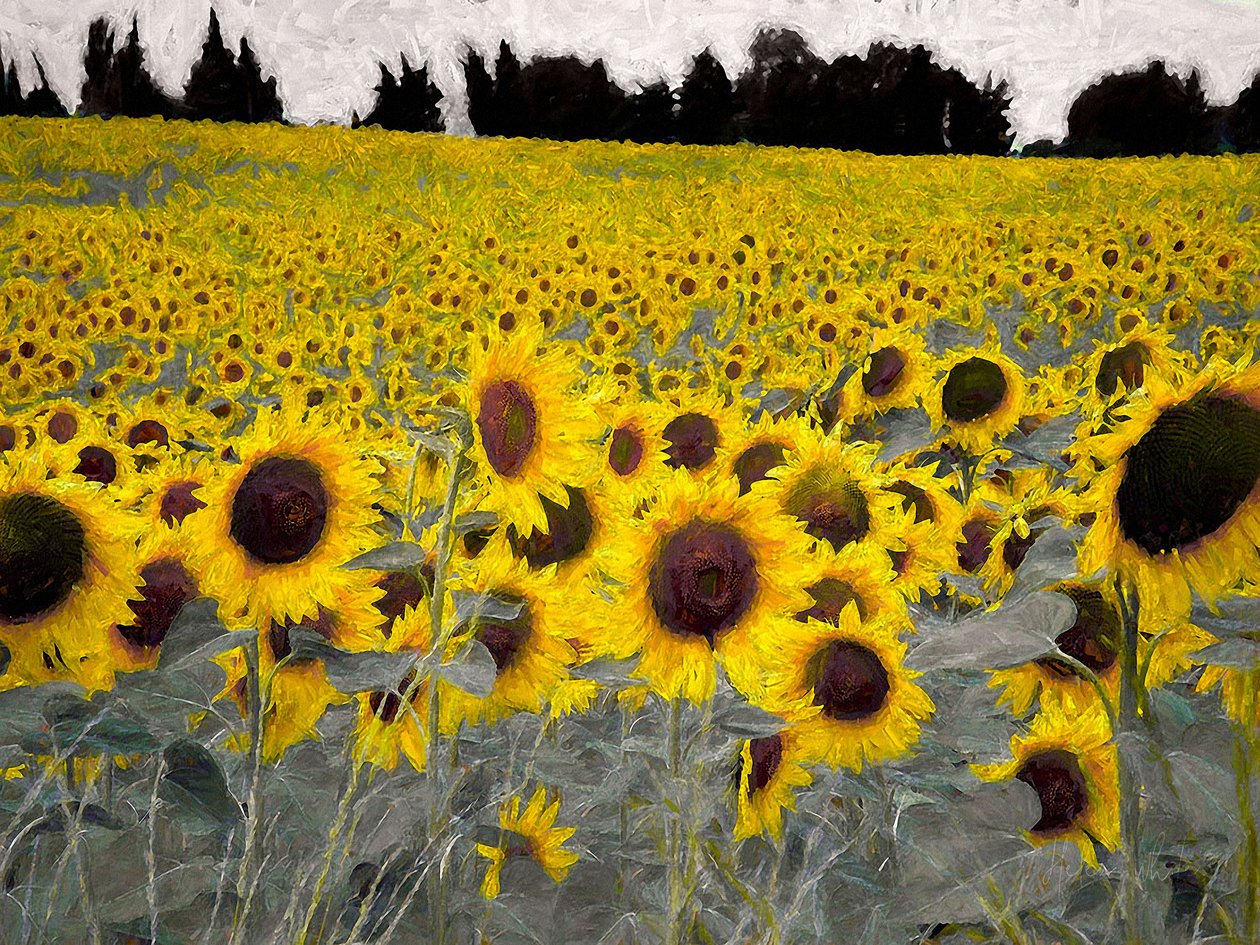 Sunny-Sided Hill, 2019 av Helen White