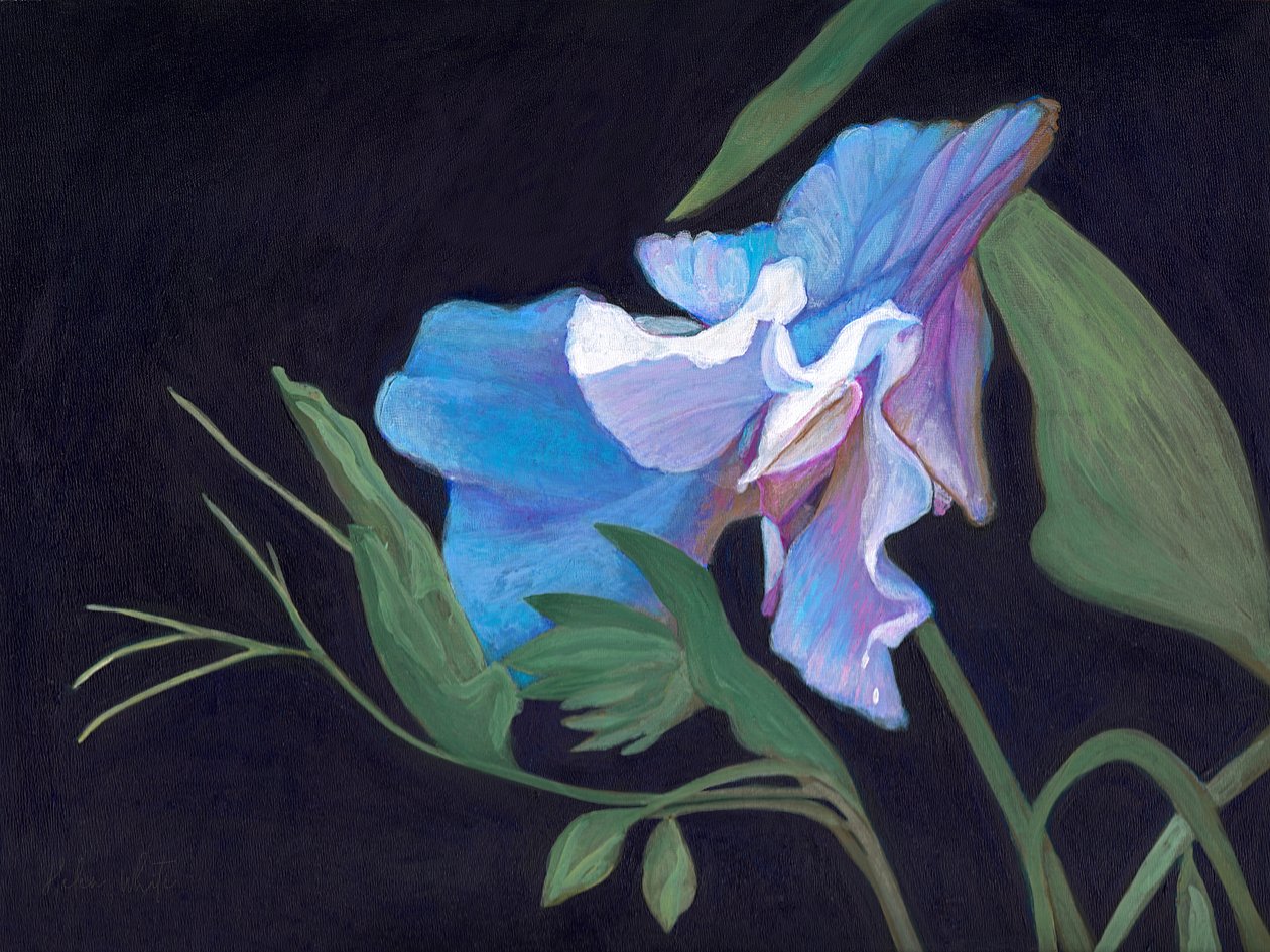 Sweet Pea, 2020 (akryl om bord) av Helen White