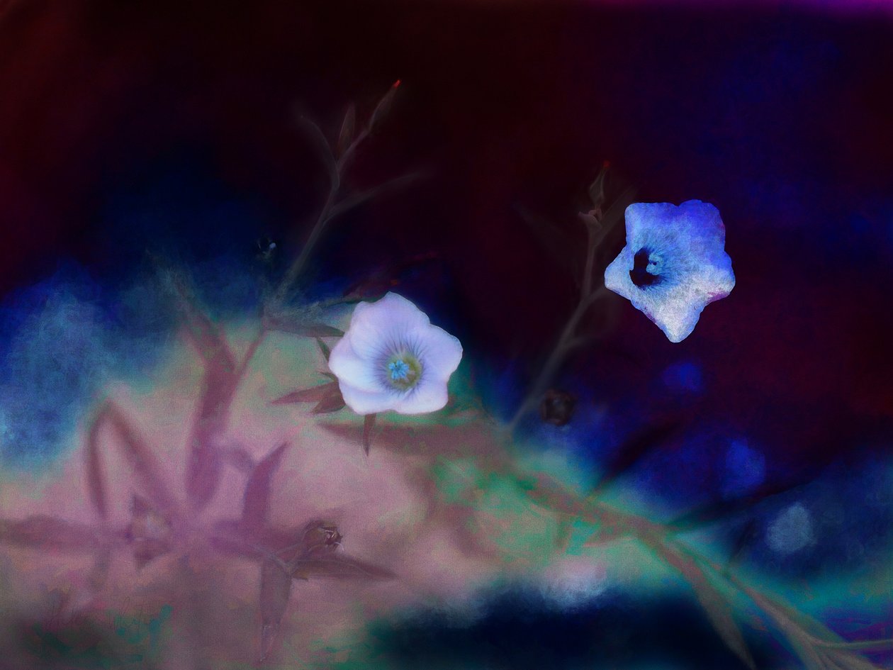 Forgjengelighet, 2019 av Helen White