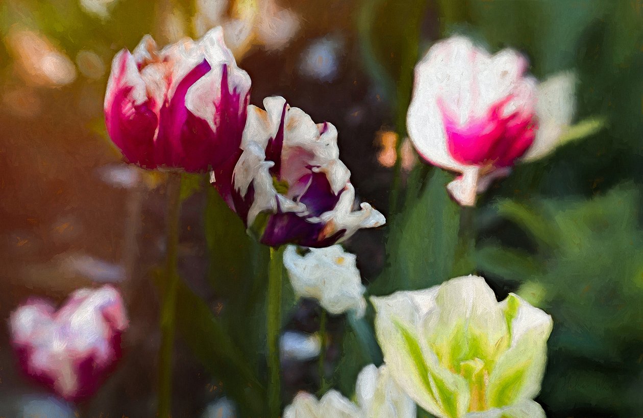 Tulipanlapp, 2019 av Helen White