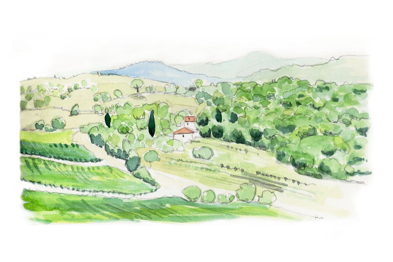 Toskansk ås, 2014 (blyant og akvarell) av Helen White