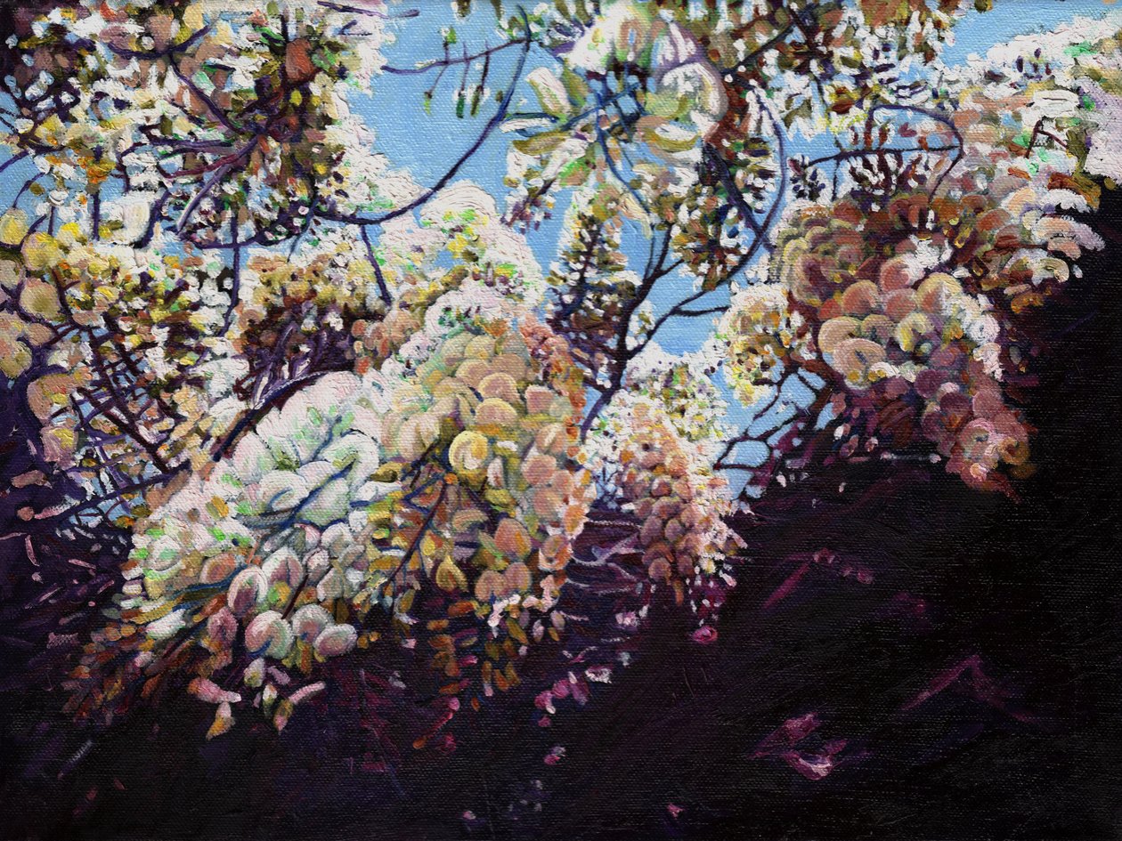 Hvit blåregn, 2012, av Helen White