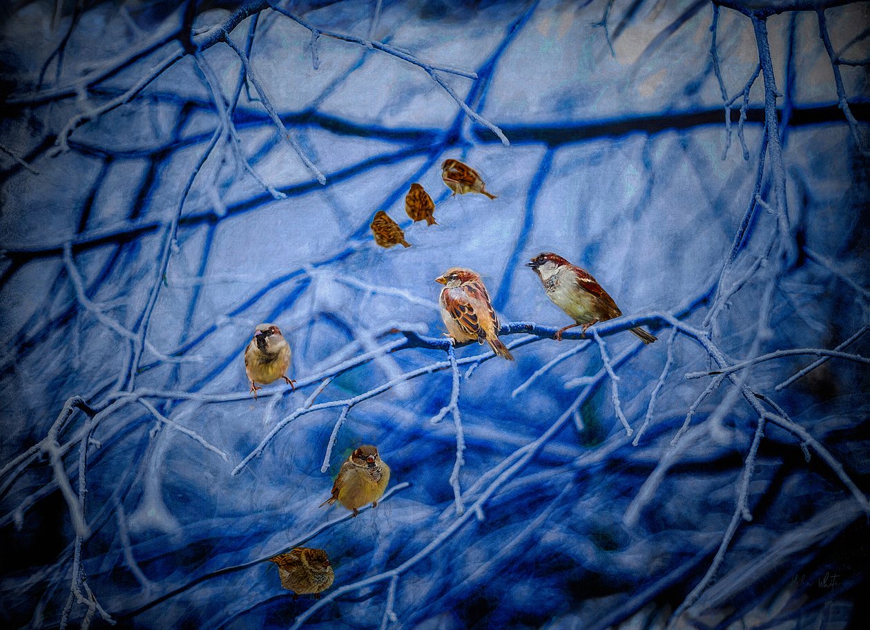 Vinterspurver, 2020 av Helen White