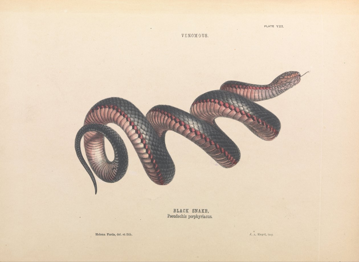 Black Snake, Pseudechis porphyriacus av Helena Forde
