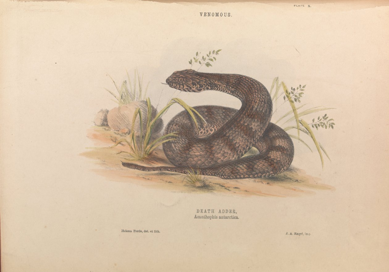 Death Adder, Acanthophis antarctica av Helena Forde