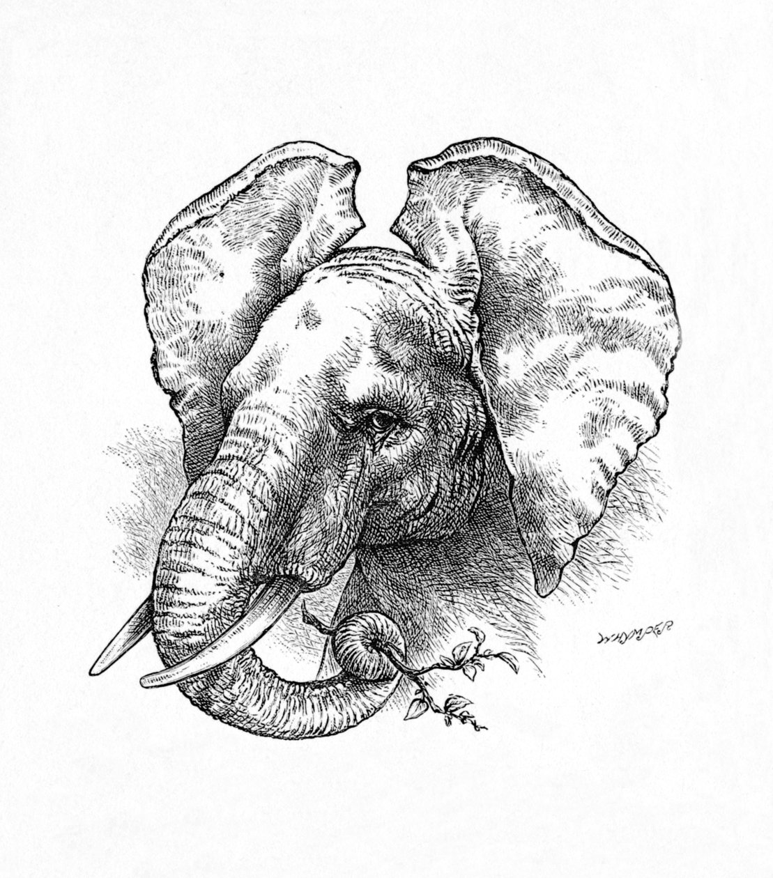 Afrikansk elefant, ca 1900 av Helena J. Maguire