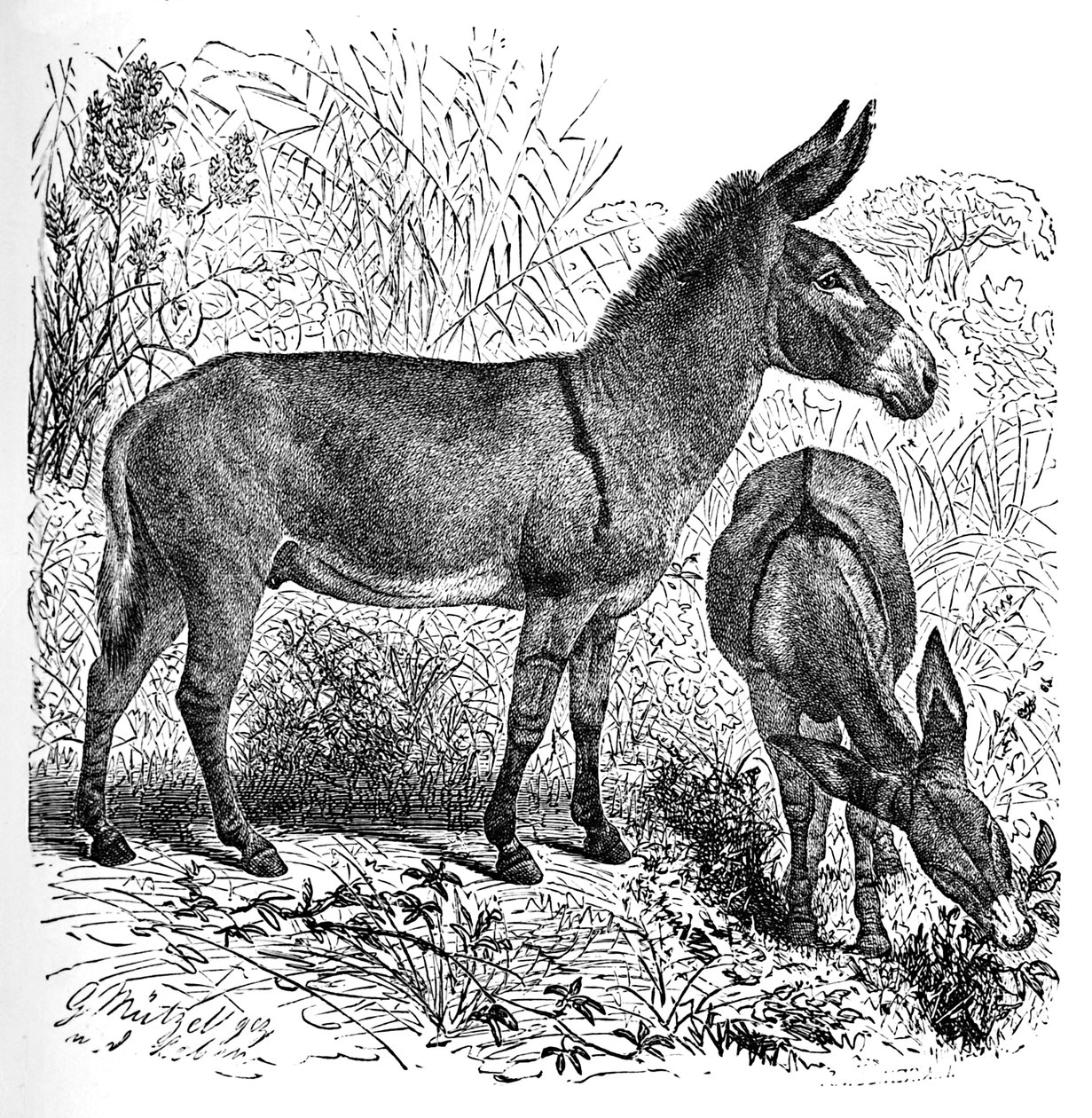 Afrikansk villesel, ca 1900 av Helena J. Maguire
