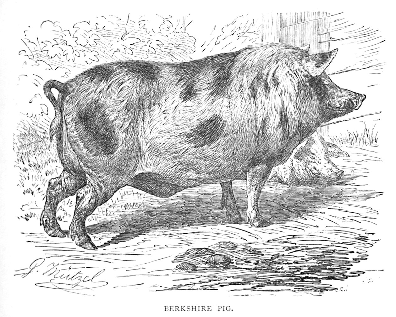Berkshire Pig, c1900 av Helena J. Maguire