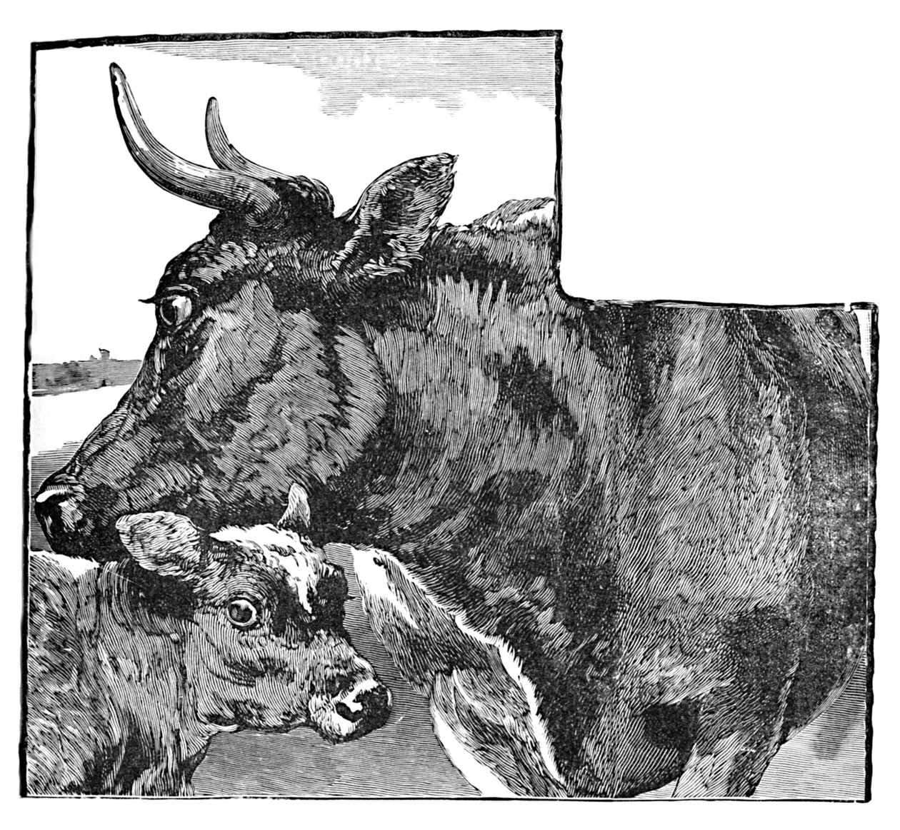 Ku og kalv, c1900 av Helena J. Maguire