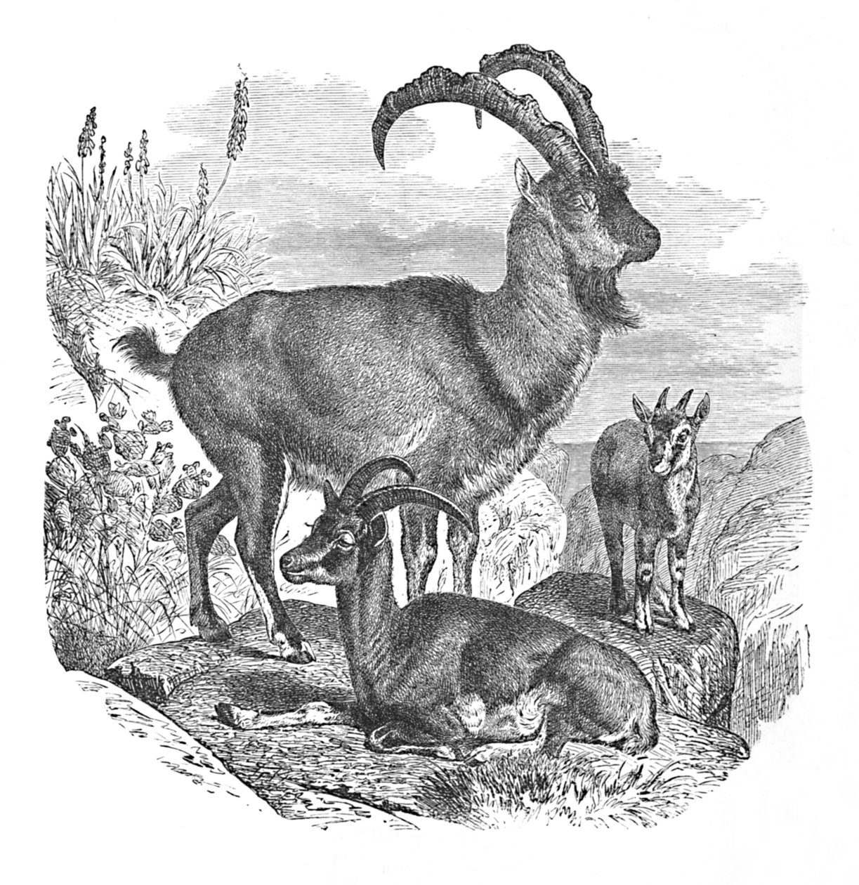 Persiske villgeiter, ca 1900 av Helena J. Maguire