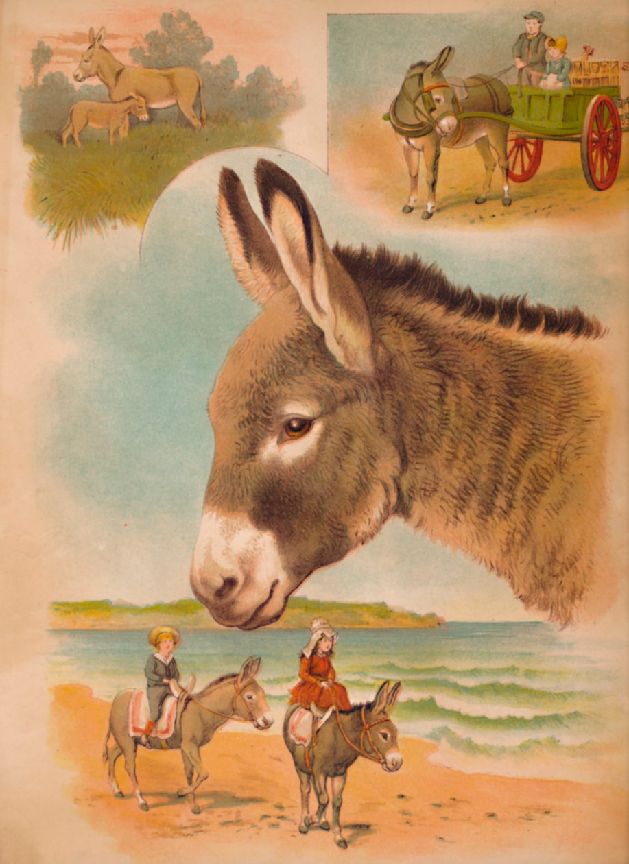 Eselet, ca 1900 av Helena J. Maguire