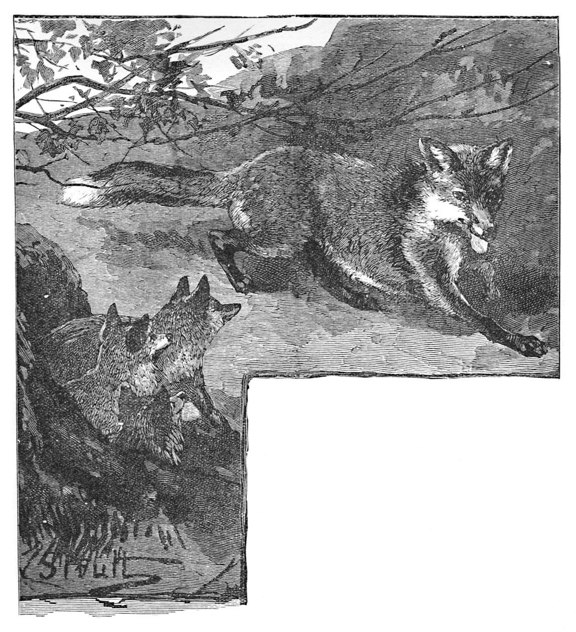 The Fox and her Cubs, c1900 av Helena J. Maguire