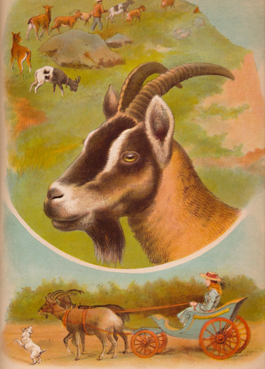 Geiten, ca 1900 av Helena J. Maguire