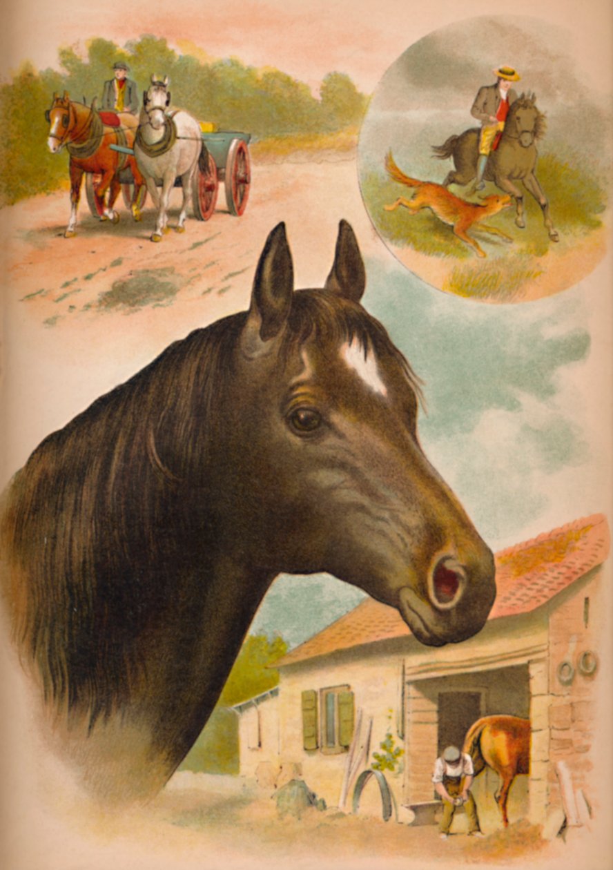 Hesten, c1900 av Helena J. Maguire
