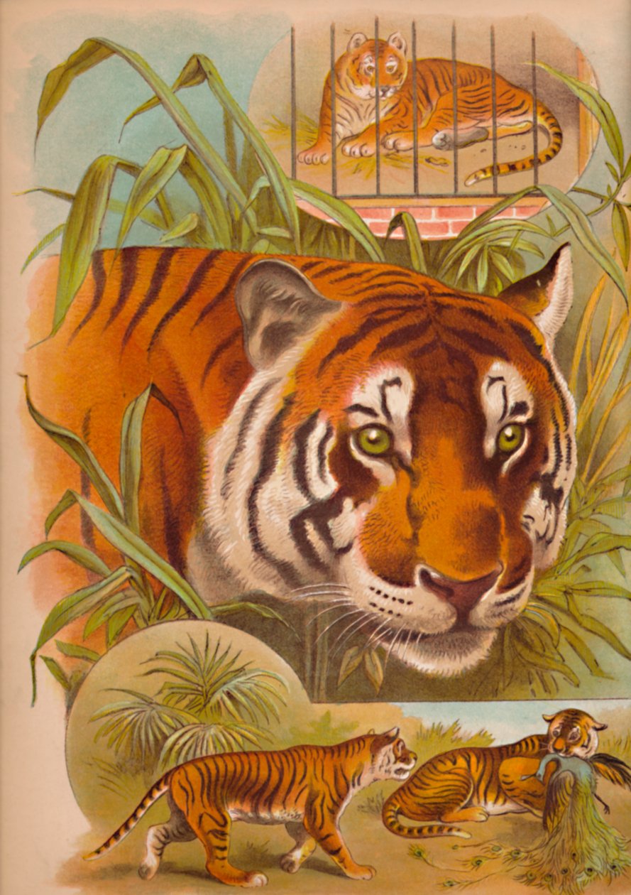 Tigeren, c1900 av Helena J. Maguire