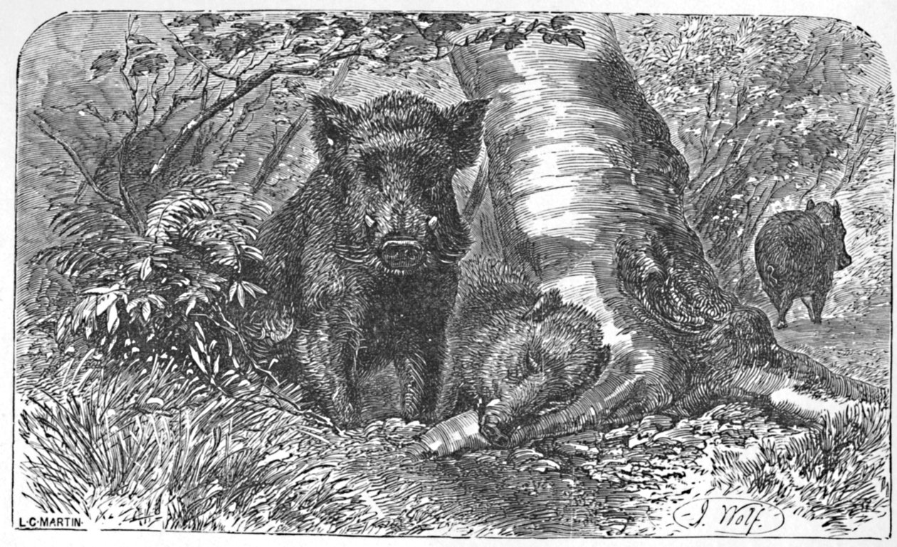 Villsvin i skogen, ca 1900 av Helena J. Maguire