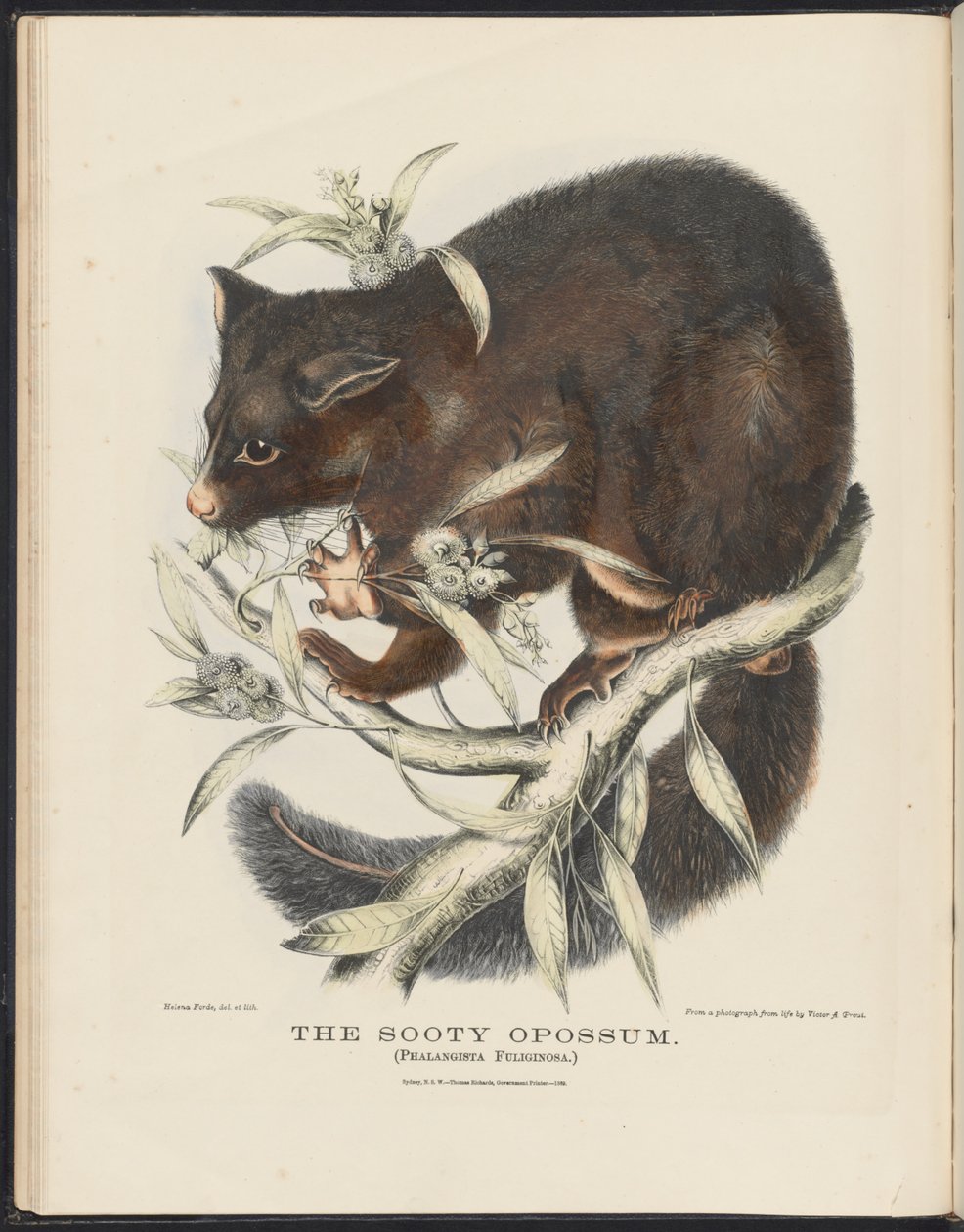 Pattedyr i Australia (Krefft) Nla.obj-33627803-10 The Sooty Opossum av Helena Scott