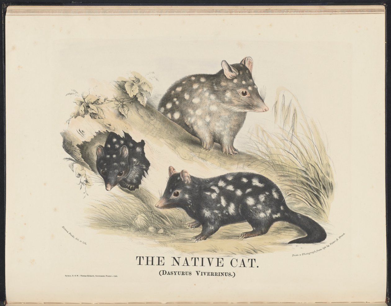 Pattedyr i Australia (Krefft) Nla.obj-33627803-14 Den innfødte katten av Helena Scott