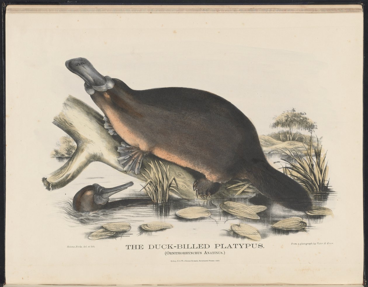 Pattedyr i Australia (Krefft) Nla.obj-33627803-16 The Duck-billed Platypus av Helena Scott