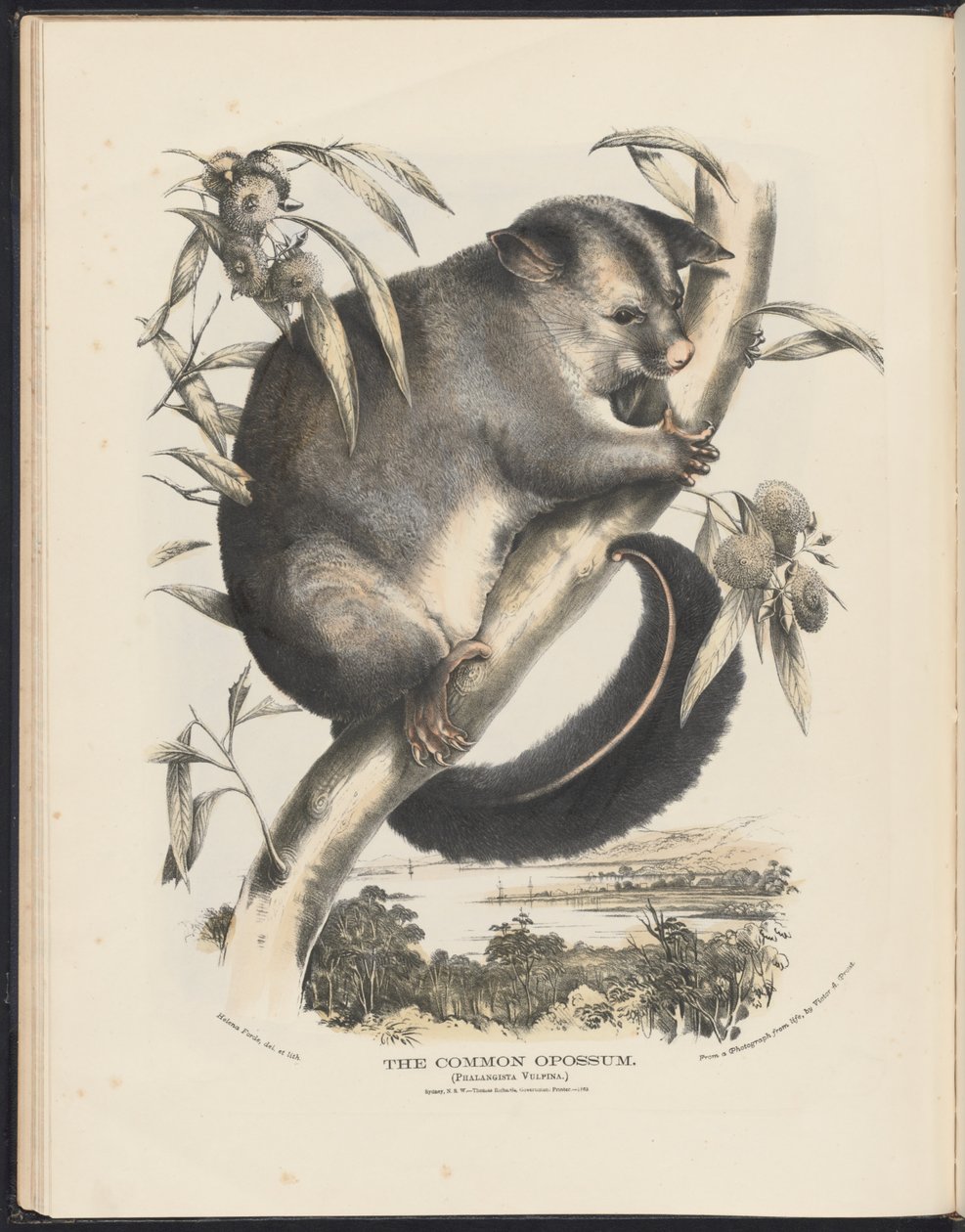 Pattedyr i Australia (Krefft) Nla.obj-33627803-9 The Common Opossum. av Helena Scott