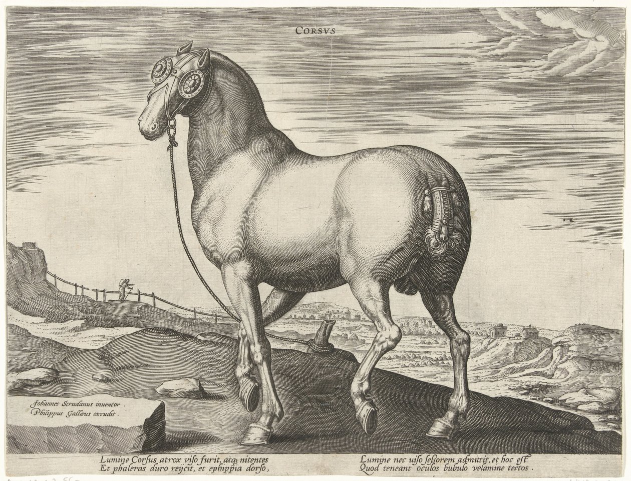 Hest fra Korsika Corsvs (tittel på objekt) Hesteraser fra Royal Stables of Don Juan of Austria (serietittel) Equile Ioannis Austriaci Caroli (serietittel) av Hendrick Goltzius (possibly)