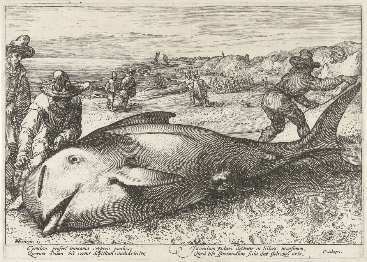 Strandet grindhval på stranden ved Zandvoort, 1594 av Hendrick Goltzius (workshop of)