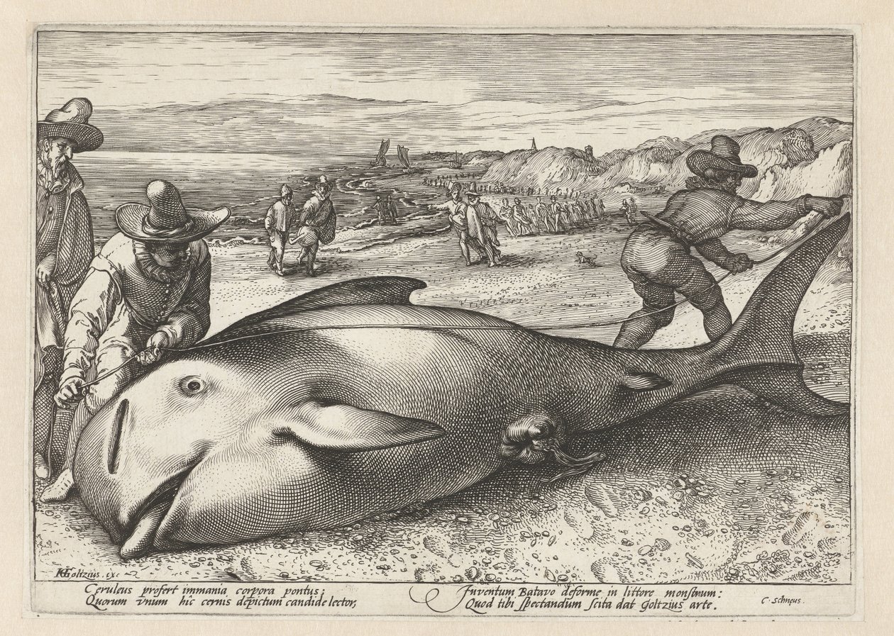 To menn måler en strandet hval av Hendrick Goltzius (workshop of)