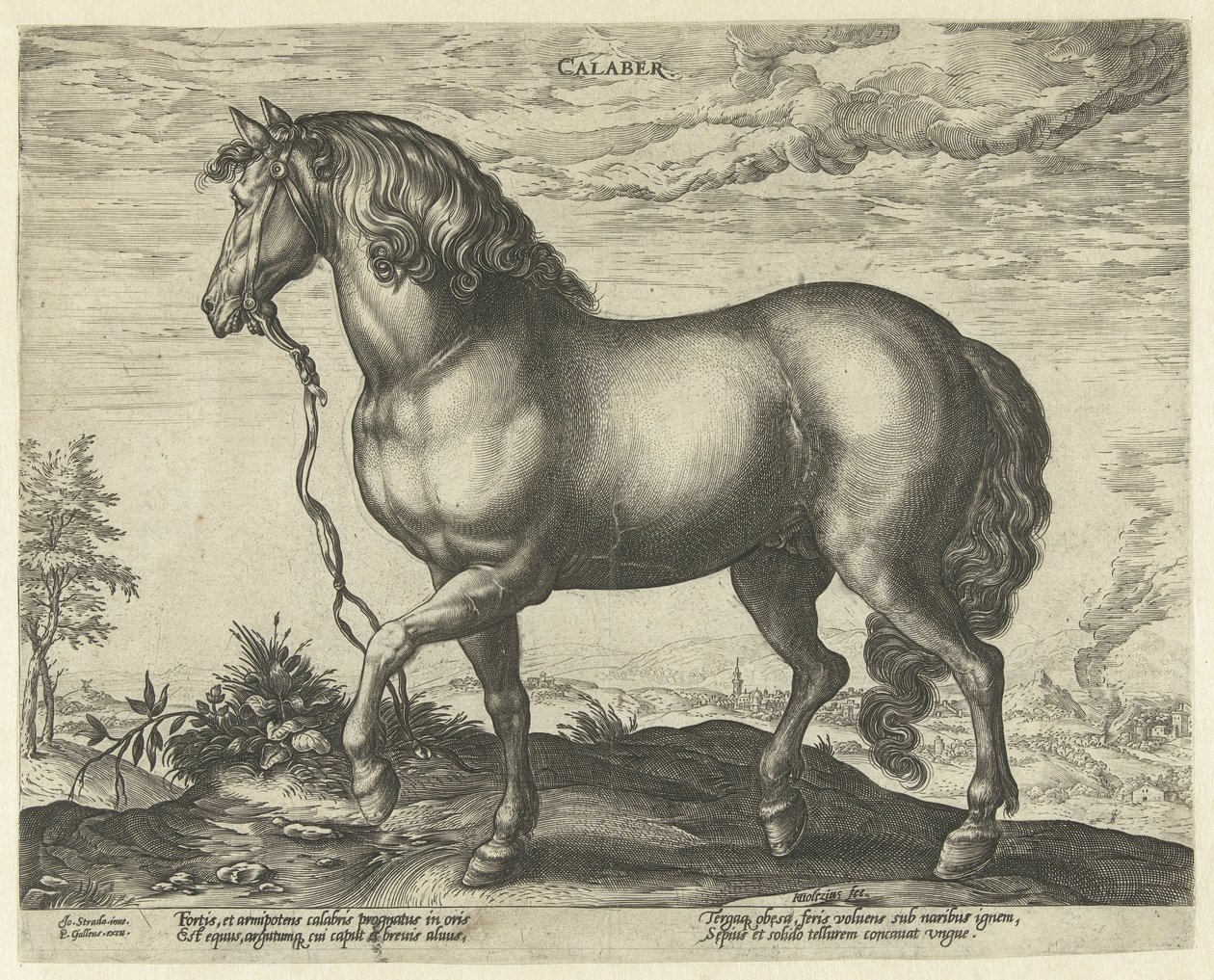 Hest fra Calabria Calaber (tittel på objekt) Hesteraser fra Royal Stables of Don Juan of Austria (serietittel) av Hendrick Goltzius
