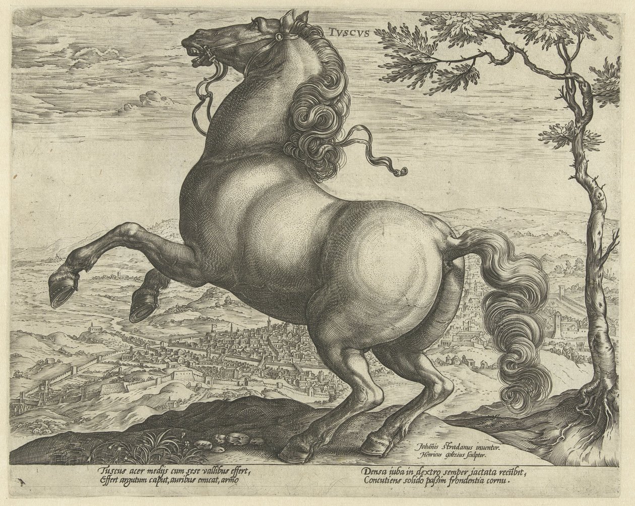Hest fra Toscana tvscvs (tittel på objekt) Hesteraser fra den kongelige stallen til Don Juan av Østerrike (serietittel) av Hendrick Goltzius