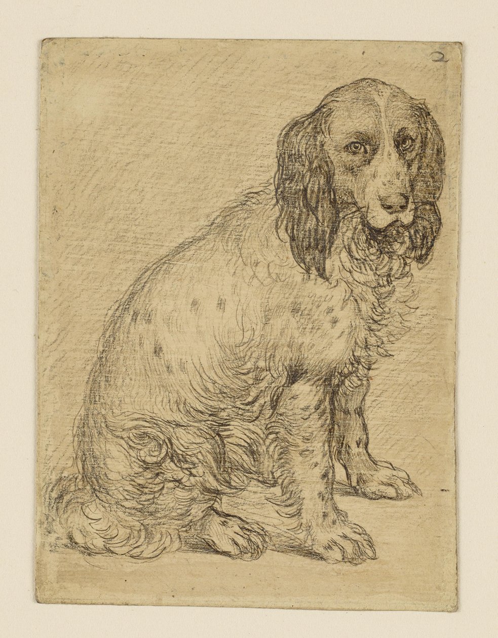 Sittende drentsk patrijshund av Hendrick Goltzius
