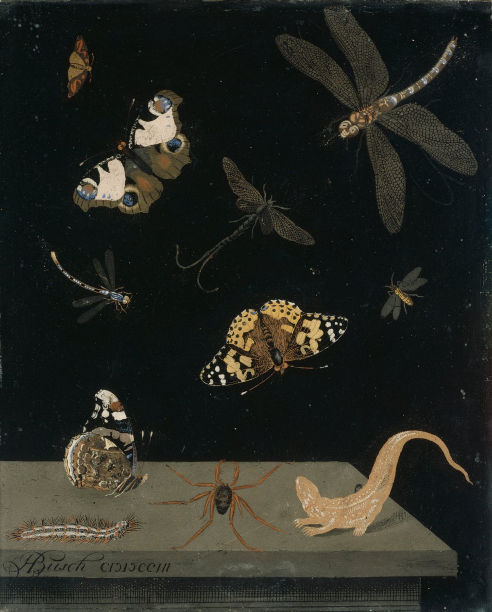 Scagolia-panel med insekter og en salamander, 1703 (malt gips) av Hendrik Busch