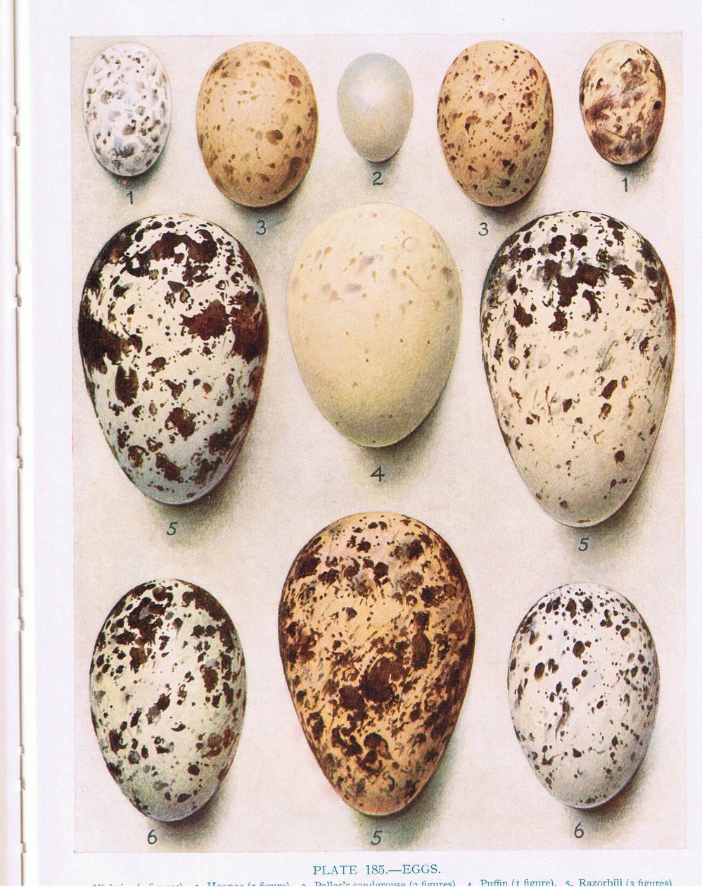 Egg:Cuckoo:etc, illustrasjon fra 