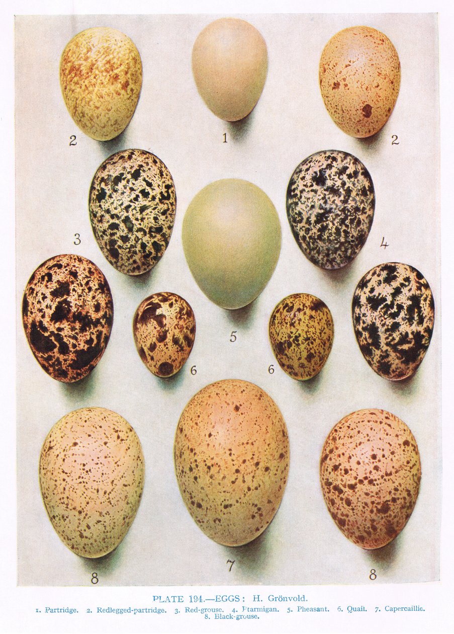 Egg: Curlew: Great Bustard: etc, illustrasjon fra 
