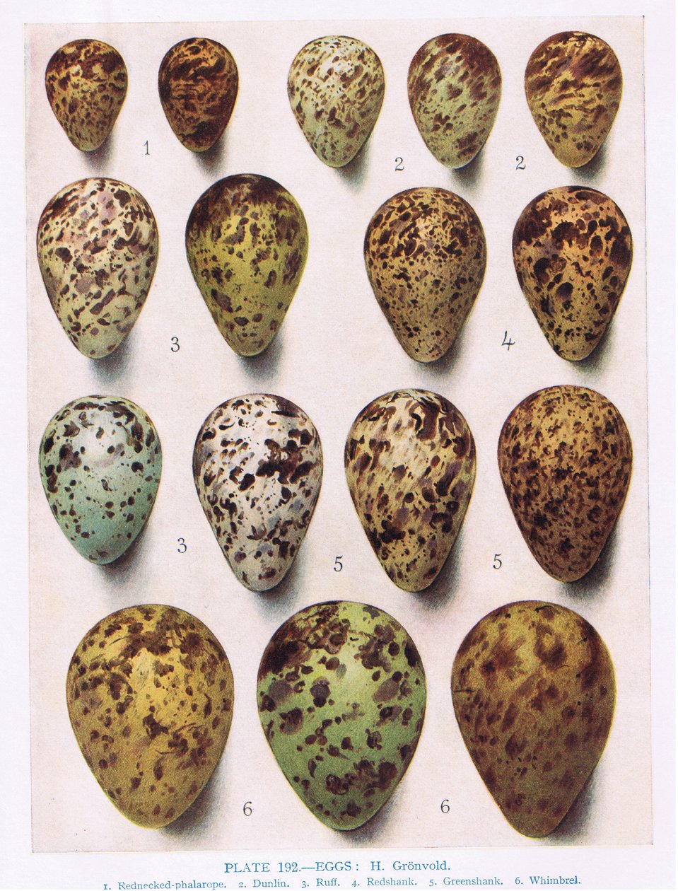 Egg:Dotterell:Common Sandpiper:etc, illustrasjon fra 'British Birds' av Kirkman und Jourdain, 1966 av Hendrik Gronvold