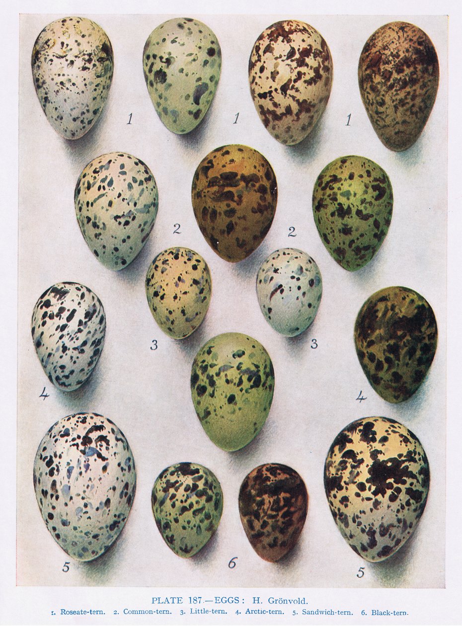 Egg: lomvi:etc, illustrasjon fra 