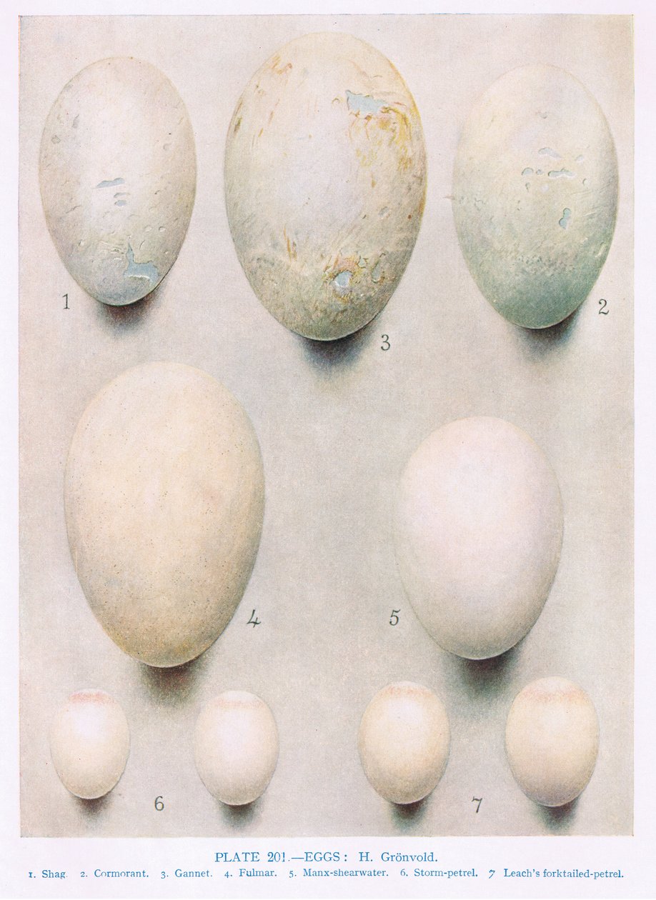 Egg: Honningbuzzard: Peregrine Falcon: etc, illustrasjon fra 