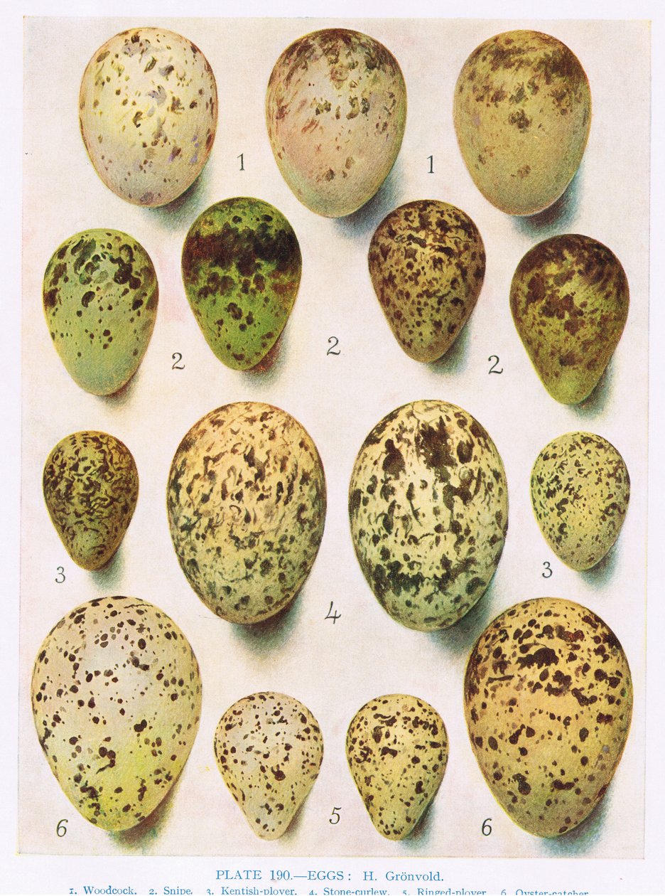 Egg: Kittiwake: Stor svartrygg:etc, illustrasjon fra 
