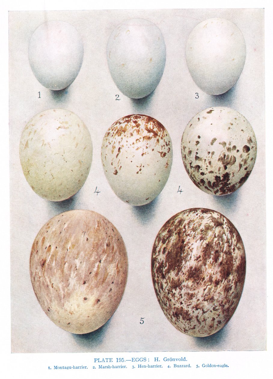 Egg:Partridge:Red Legged Partridge:etc, illustrasjon fra 