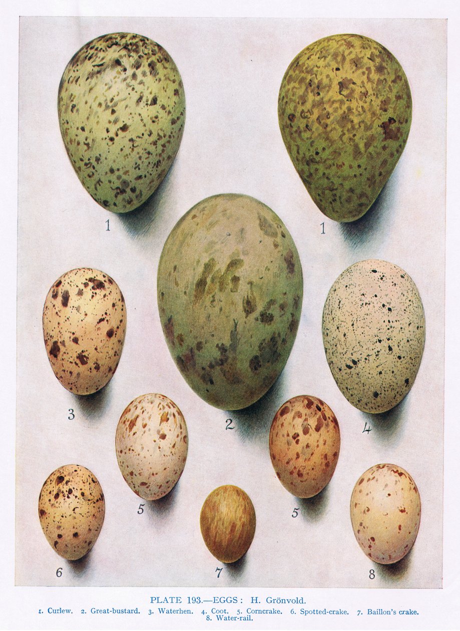 Egg: Rødhalset Phalarope:Dunlin:etc, illustrasjon fra 