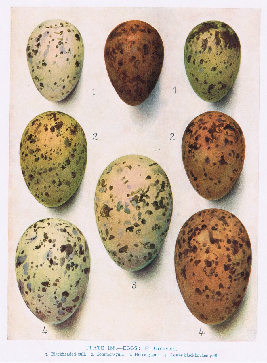 Egg: Roseate Tern: Common Tern: etc, illustrasjon fra 