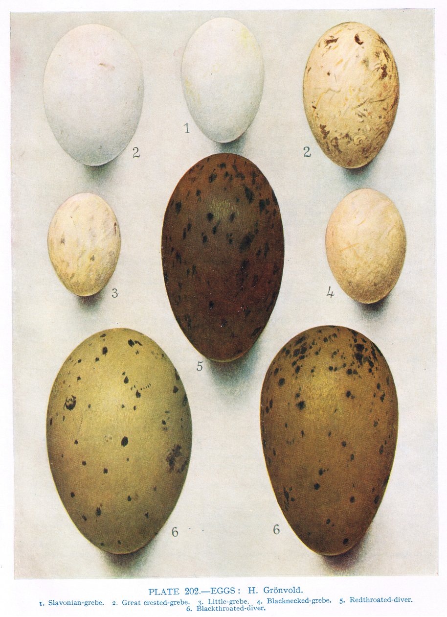 Egg:Shag:Sarv:etc, illustrasjon fra 