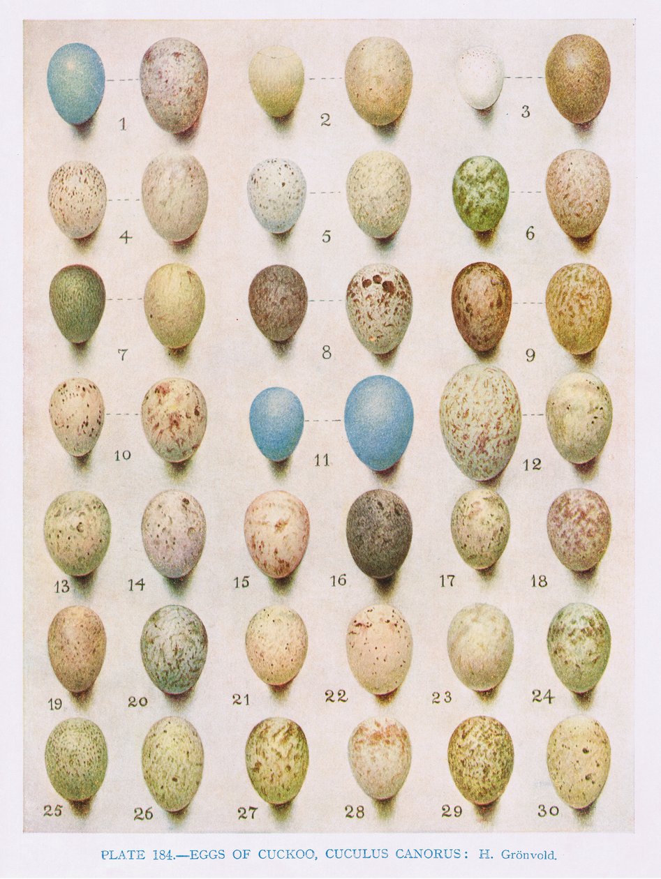 Egg:Willow Warbler:Wood Warbler:etc, illustrasjon fra 