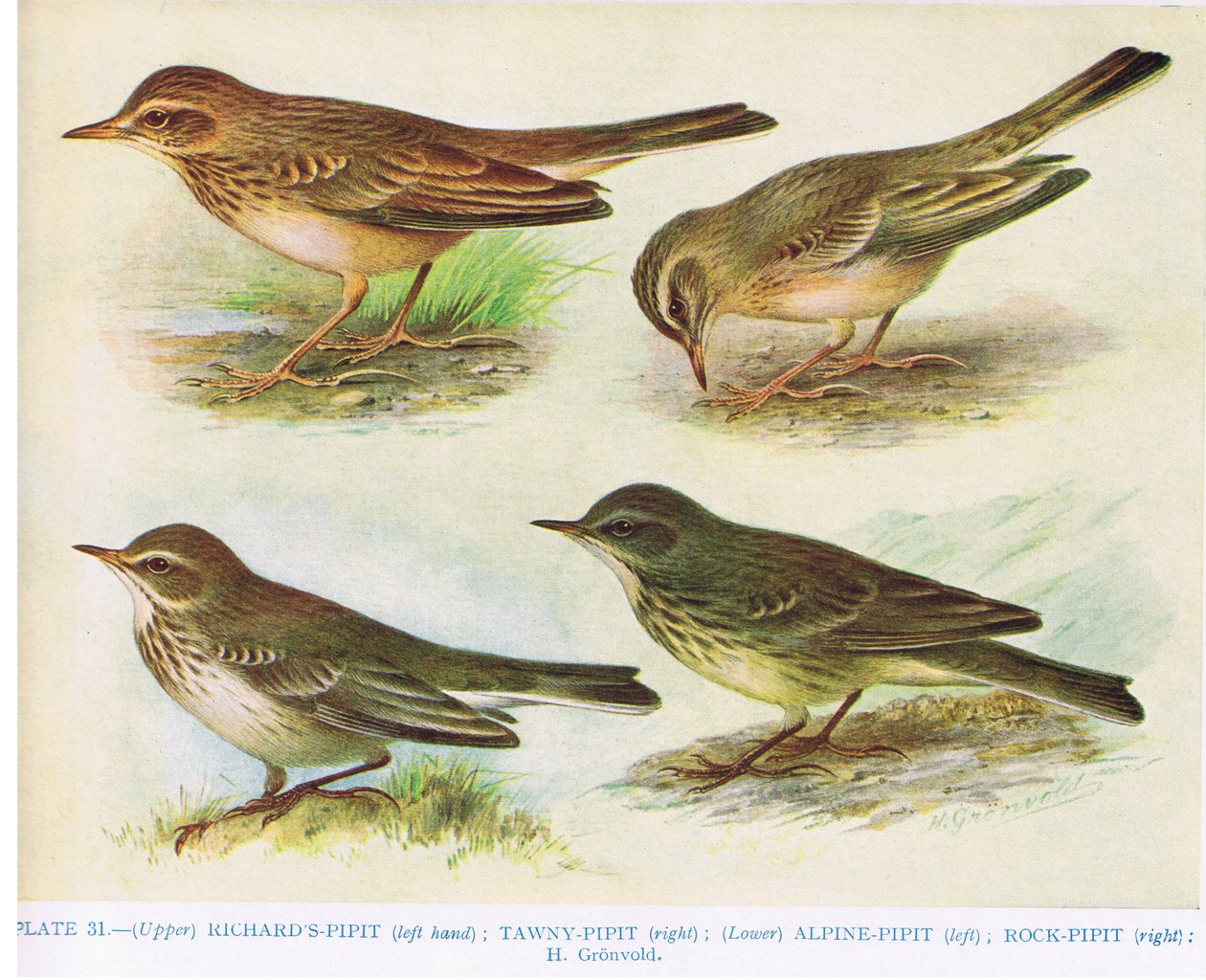 Richard's-pipit, Tawny-Pipit, Alpine-pipit og Rock-pipit, illustrasjon fra 'British Birds' av Kirkman und Jourdain, 1966 av Hendrik Gronvold