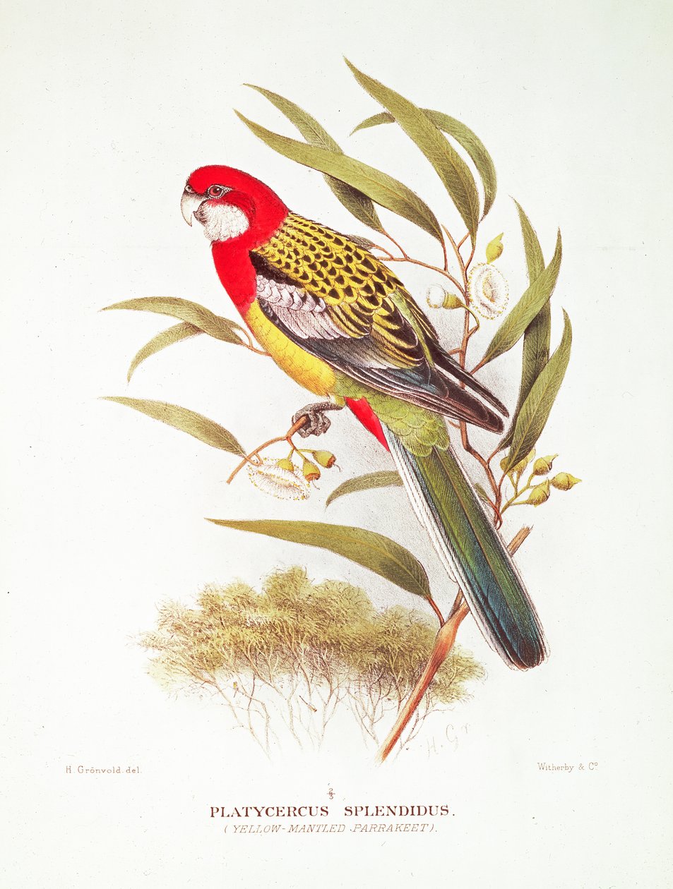 Yellow-Mantled Parakeet fra 