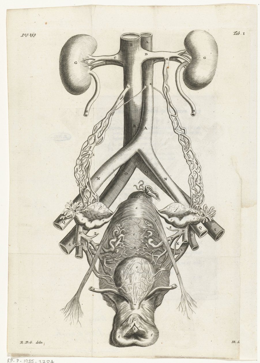 Anatomisk bilde av kvinnelige kjønnsorganer og nyrer Bokillustrasjon for: Reinier de Graaf, Alle de wercken, Amsterdam, 1686 av Hendrik Bary