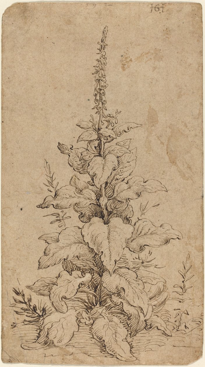 En revebjelle i blomst av Hendrik Goltzius